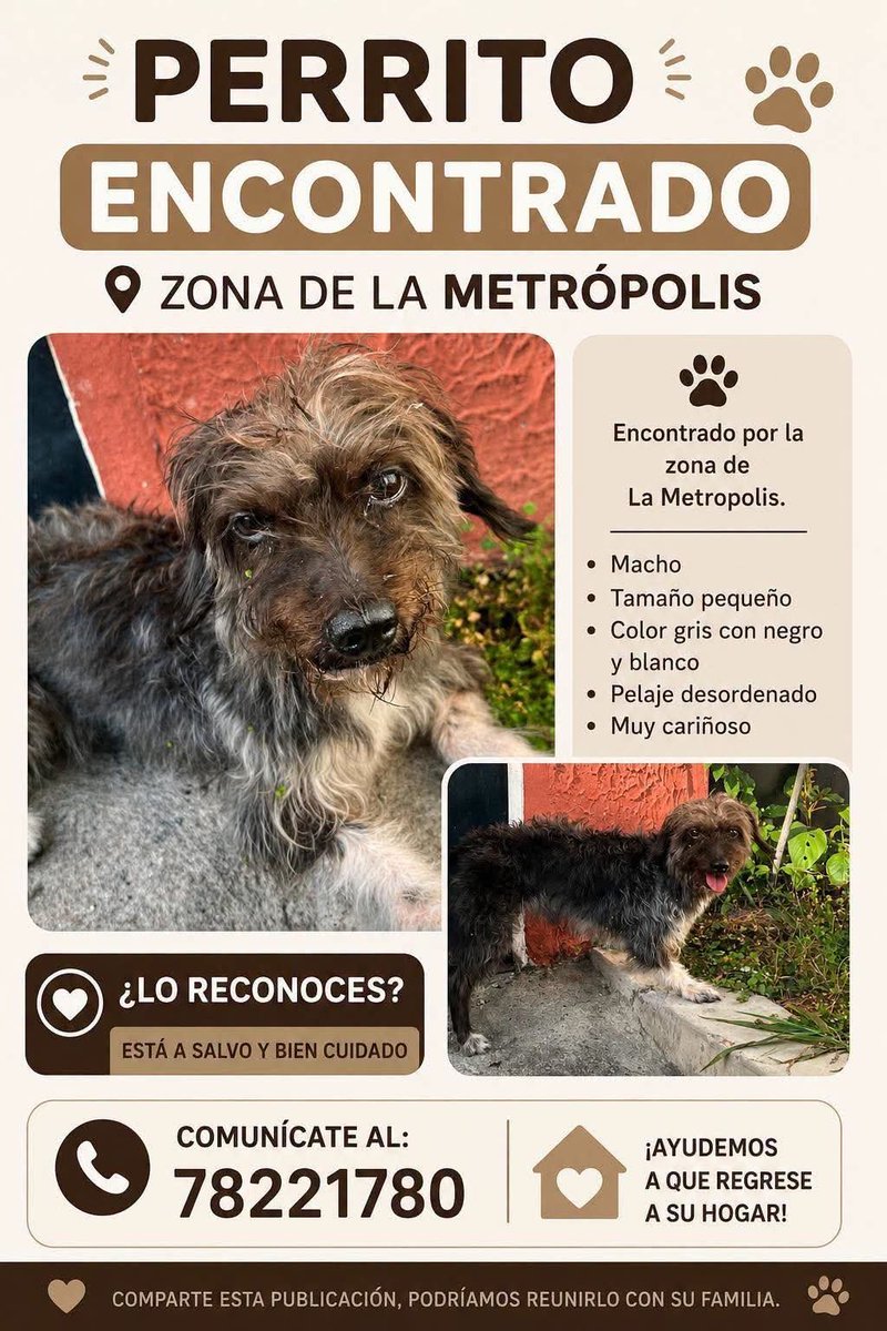lyssitta's tweet photo. #ServicioSocial
#Reportan 
SE BUSCA A SU FAMILIA 🆘🆘

🐾 PERRITO ENCONTRADO 🐾

Este perrito fue encontrado por la zona de La Metrópolis. Se encuentra a salvo y bien cuidado, pero creemos que tiene familia y queremos ayudarlo a regresar a casa. ❤️

Si lo reconoces o conoces a sus dueños, por favor comunícate al:

📞 7822-1780
*Se solicitarán pruebas.

Agradecemos mucho si puedes compartir esta publicación para que llegue a su familia. 🙏🐶