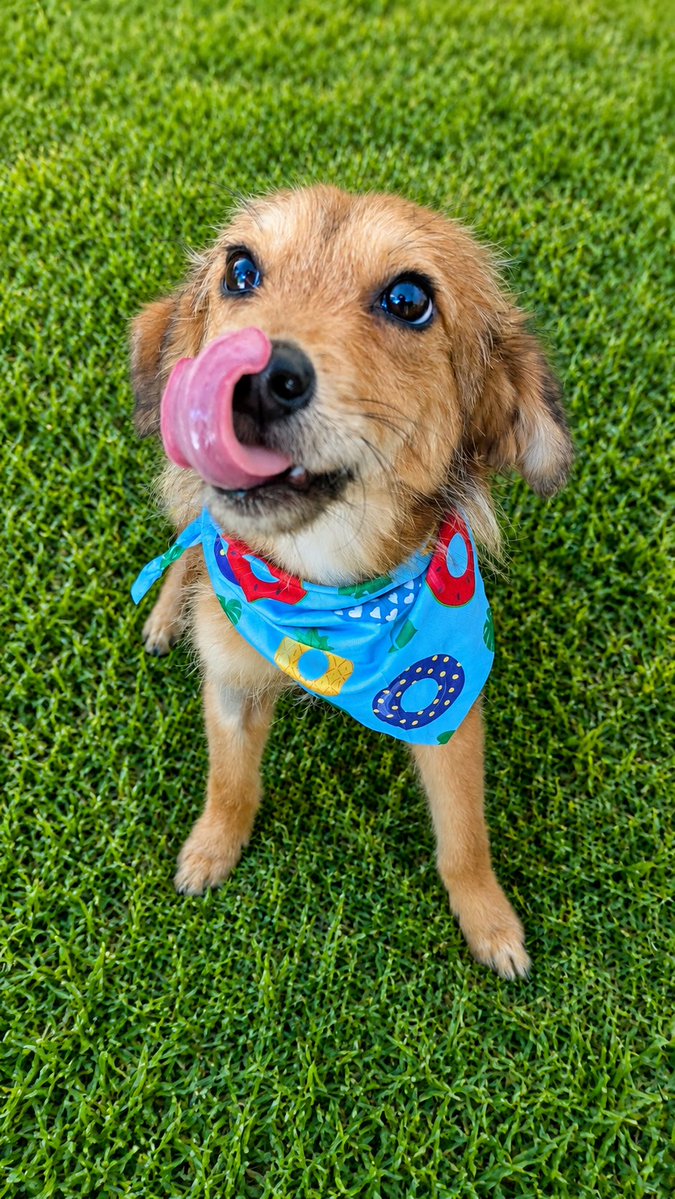 guatexanimales2's tweet photo. Caso 80-2026 Maní macho dos años
Caso 81-20260 York macho
Todos son talla pequeña mezcla de Yorkie con french  ideal para apartamentos o casas pequeñas muy amorosos, juguetones buscan una segunda oportunidad y una familia.
#adoptanocompres
#esteriliza #adoptaunperro 🐕 https://t.co/cY5oGCAxUi