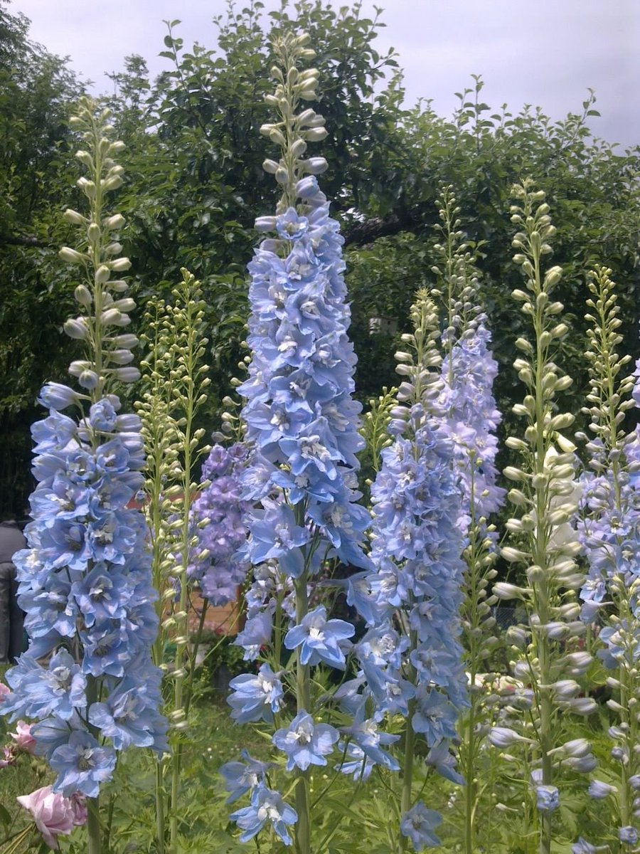 lavieestbelIe's tweet photo. Delphinium, the flower of July <3 https://t.co/UUzttOj4zd