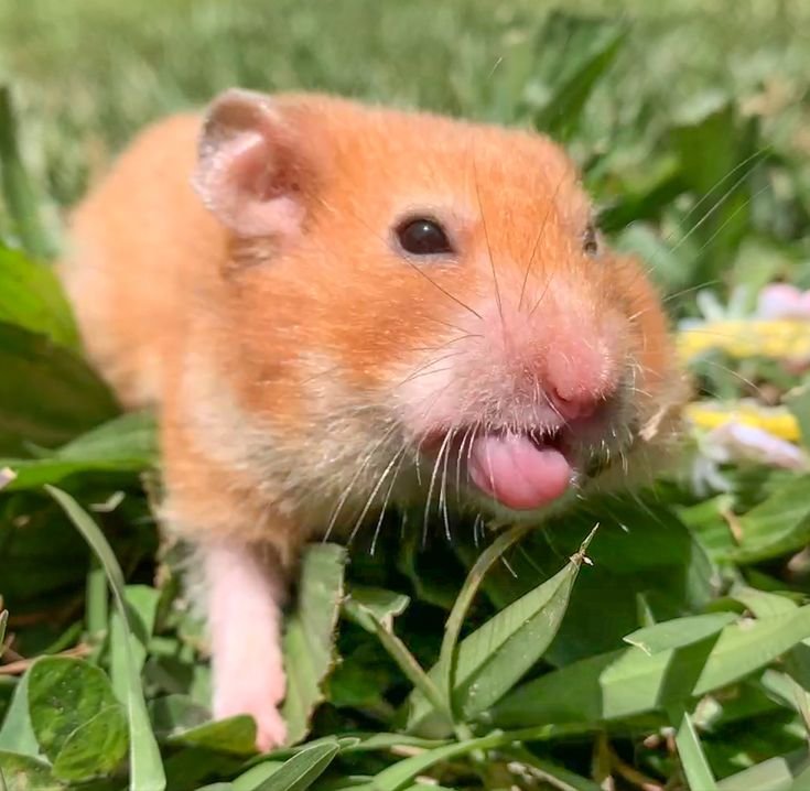 TweetsOfHamster's tweet photo. Silly https://t.co/vZIuu3Sbzm