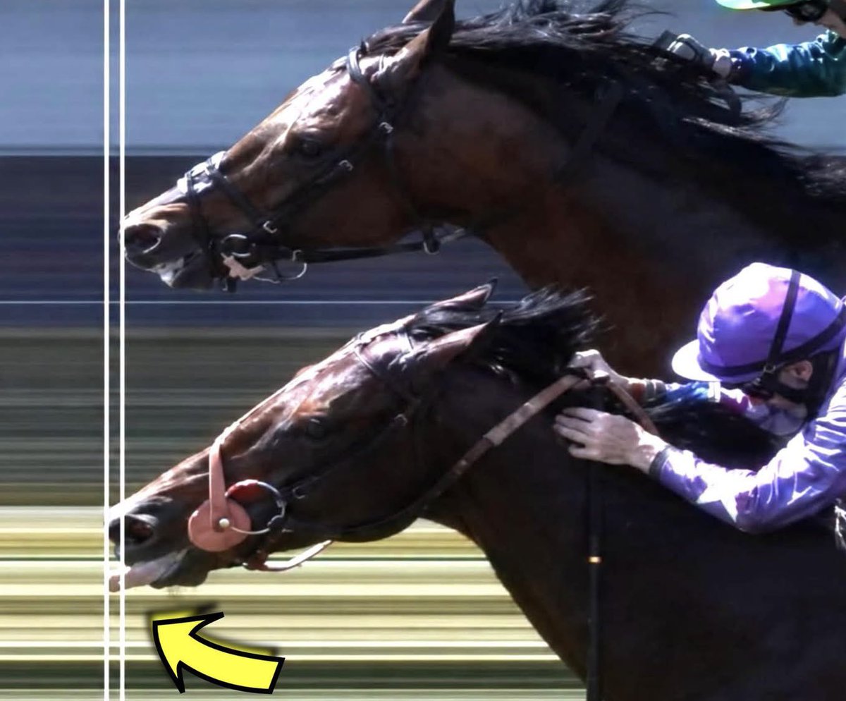 Puppieslover's tweet photo. In 2011 A racehorse won a major race by sticking out its tongue at the finish line, and a high-speed camera showed it won by the tip of its tongue. https://t.co/my7TC4PfBX