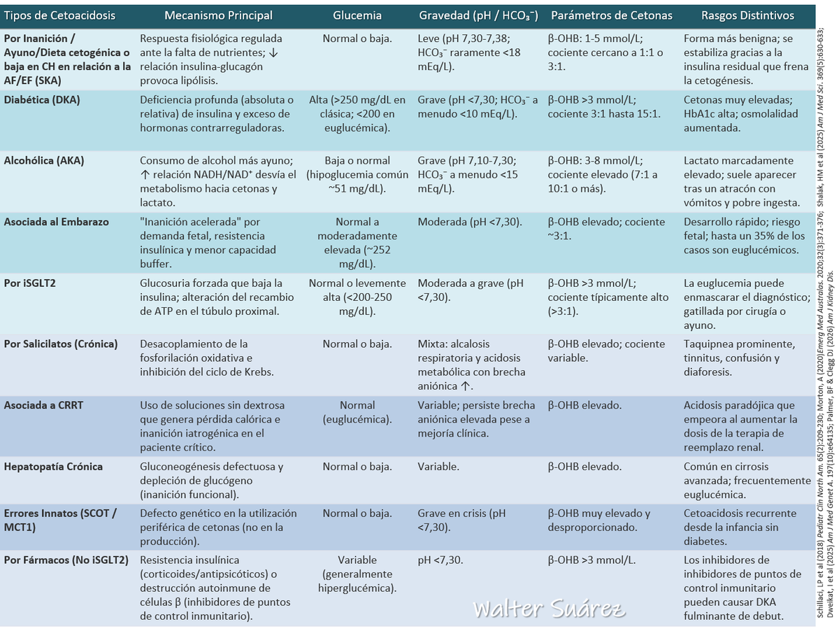 a_fisiolog57853's tweet photo. FISIOPATOLOGÍA DE LA CETOACIDOSIS

Se acompaña de una tabla elaborada por un servidor sobre los tipos de cetoacidosis.

¡¡¡A leer, zagales!!!

Link en mi bio

o

https://t.co/tDebfUacZK https://t.co/hix1C7yysO