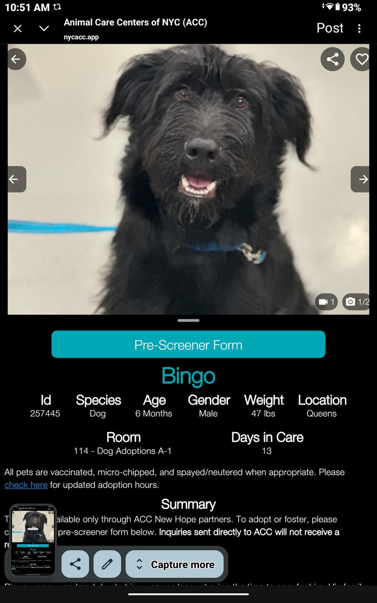 CharBolen's tweet photo. BINGO ♥️#257445  6mth old Boy ♥️ Nycacc 
Adorable precious puppy surr by owner that no 
longer has time for him 💔 He's very afraid and 
heartbroken 💔 Very sad to see this poor puppy 
so hurt 💔 Rescue only for being afraid 💔
He needs love♥️
#RescueOnly
#Foster
#Pledge 💔🎯🆘 https://t.co/pMOuVwA7jv