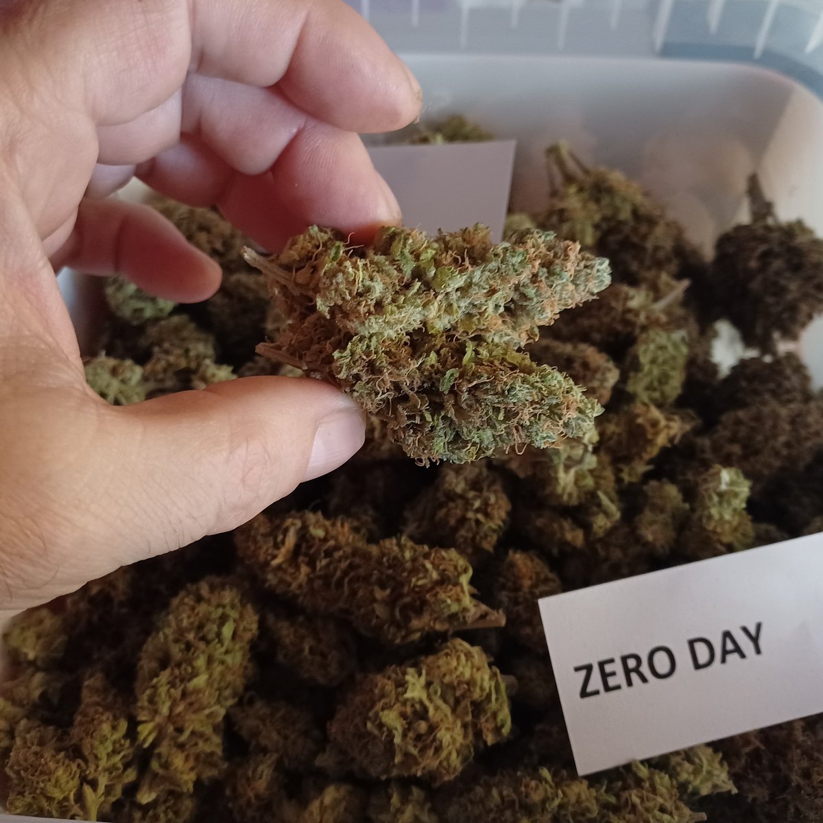 Oracle_Seeds's tweet photo. 👀👀👀👀👀👀👀👀👀🧬
https://t.co/En0QR5sUut
#OracleSeeds #SeedBank #CannabisSeeds #MutantCannabis #CannabisCommunity #Autocultivo #Mmemberville https://t.co/2fVLIxCC7R