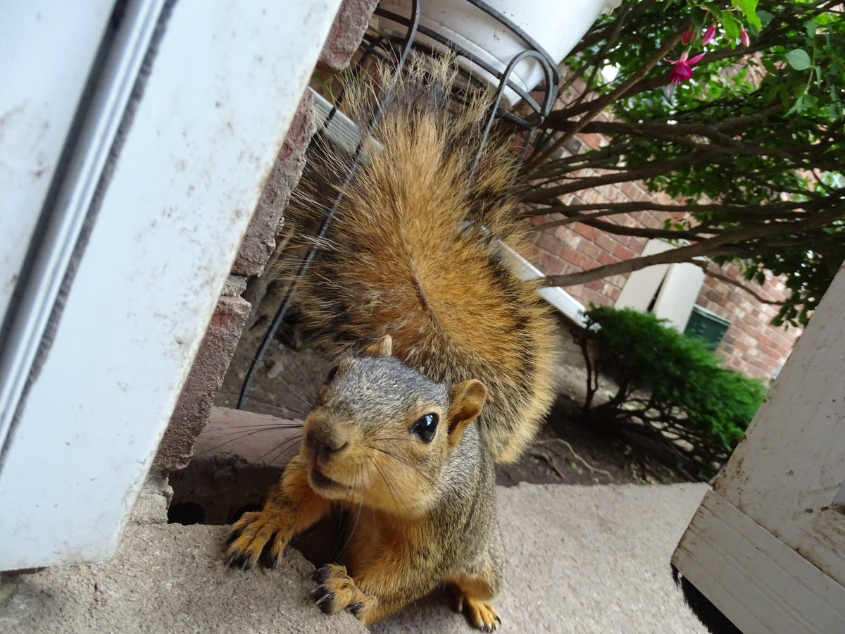 VeganSquirrelMan tweet media
