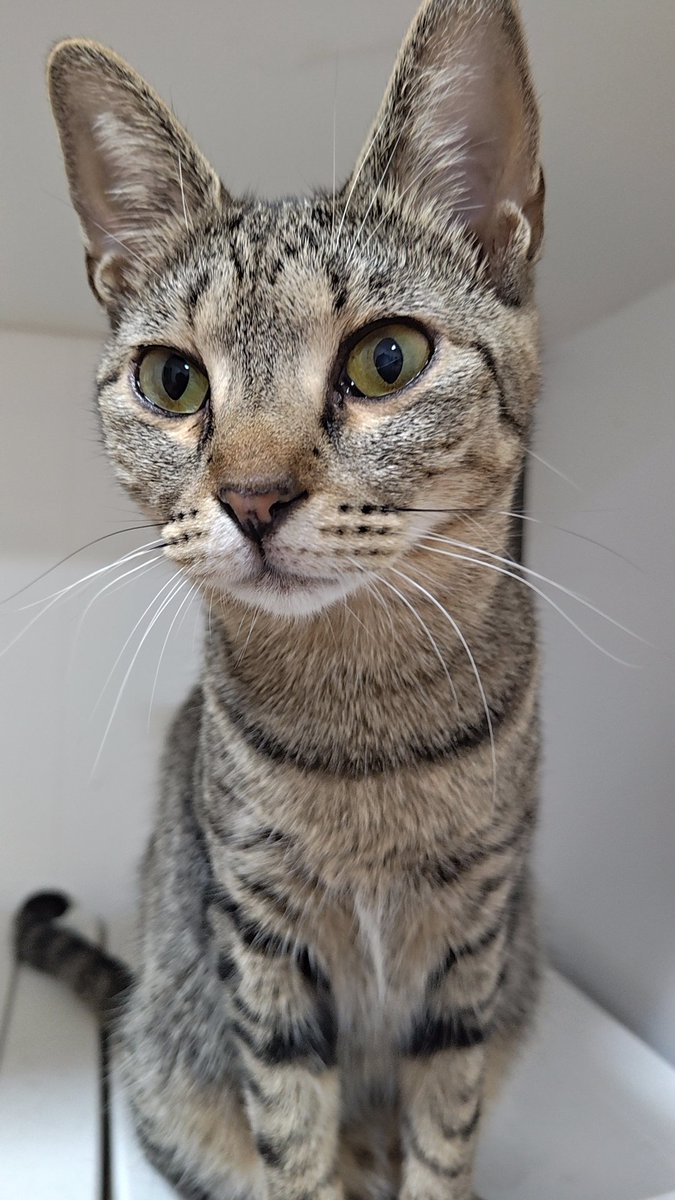 pekora_pethito's tweet photo. トラです🐱 https://t.co/eiWsv6mbGG
