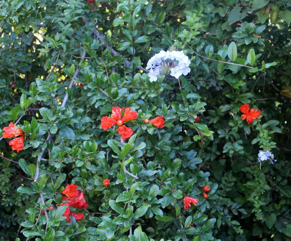 JBHConcepcion's tweet photo. Plumbago auriculata, o celestina; y junto a ella un arbusto de flor color naranja llamado Tecomaria capensis. Ambas plantas son de origen africano, y se pueden ver en la Vuelta al Mundo en 80 Árboles #flores #flowers #jardin #garden #malaga @PlantsInteract #plantas #plants https://t.co/T38lcqIDjr