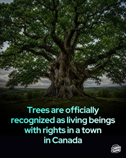 KateriSeraphina's tweet photo. Le 9 juin dernier, la municipalité de Terrasse-Vaudreuil, au Québec, est devenue la première au Canada à reconnaître officiellement les arbres comme des êtres vivants ayant des droits, en adhérant à la Déclaration universelle des droits de l'arbre.
Cette résolution reconnaît notamment leur droit à la vie, à la croissance naturelle, à l'intégrité et à la régénération. Elle représente un engagement de la municipalité à mieux les protéger et à intégrer leur importance dans ses décisions d'aménagement.
Pourquoi une telle démarche?
Parce que les arbres rendent chaque jour des services essentiels à nos communautés. Ils captent le carbone, filtrent l'air, réduisent les îlots de chaleur, favorisent la biodiversité, stabilisent les sols et contribuent à limiter les impacts des fortes pluies et des inondations.
Cette initiative s'inscrit dans un mouvement international qui invite à considérer la nature non plus seulement comme une ressource à exploiter, mais comme un ensemble de systèmes vivants dont nous faisons partie.