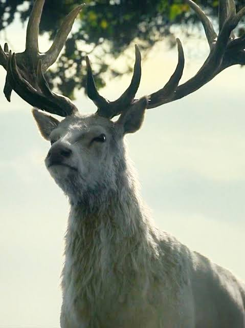 King_Maegor's tweet photo. Me hubiese gustado ver como Rhaenyra se cortaba con el trono de hierro, como esa "señal" de que el trono la rechaza, como sucede en el libro. Pero eso chocaría con la escena inventada de la temporada 1 del ciervo blanco. https://t.co/jST0Zbbngz