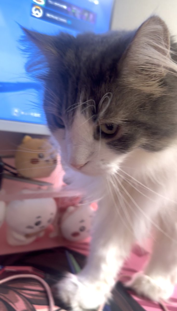 uki___ikuv's tweet photo. るく��あ死刑で( ᴖ ̫ᴖ )♩
🐱甘えたすぎて名前呼ぶとすぐきちゃう可愛い🤦‍♀️💖💖
まじで笑いすぎて比喩表現じゃなく、ほんとに声枯れてきた🤣🤣

#ろなすくわっど一生ブロンズ👏👏👏 https://t.co/fFAVMrg5ml