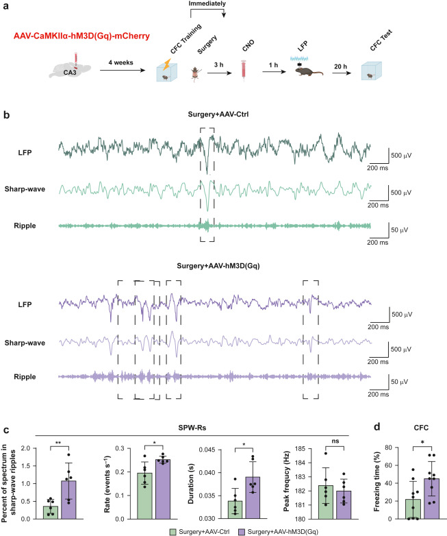 BJAJournals's tweet photo. Wu et al show that surgical stimulus in mice disrupts hippocampal sharp-wave ripples and impairs #memory consolidation
 
https://t.co/hpE72ufnbv https://t.co/yVkyZUDcBu