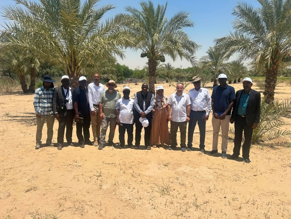 ICARDA's tweet photo. Searching for nature's allies to protect date palms🌴
Through #C4RPWC & @ICARDA , scientists from @icipe worked alongside @ICBAAgriculture & @adafsa_gov across the UAE to advance research on sustainable biological solutions against the #RedPalmWeevil, a pest causing more than $ 2 billion in annual losses worldwide.
Supported by the International Affairs Office of the UAE Presidential Court and @gatesfoundation
👉 Learn more about the consortium: https://t.co/Klc1VMaYG7