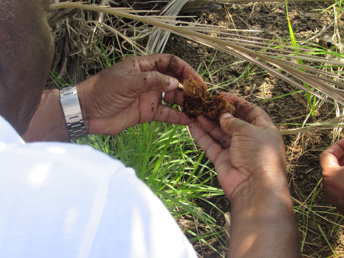 ICARDA's tweet photo. Searching for nature's allies to protect date palms🌴
Through #C4RPWC & @ICARDA , scientists from @icipe worked alongside @ICBAAgriculture & @adafsa_gov across the UAE to advance research on sustainable biological solutions against the #RedPalmWeevil, a pest causing more than $ 2 billion in annual losses worldwide.
Supported by the International Affairs Office of the UAE Presidential Court and @gatesfoundation
👉 Learn more about the consortium: https://t.co/Klc1VMaYG7