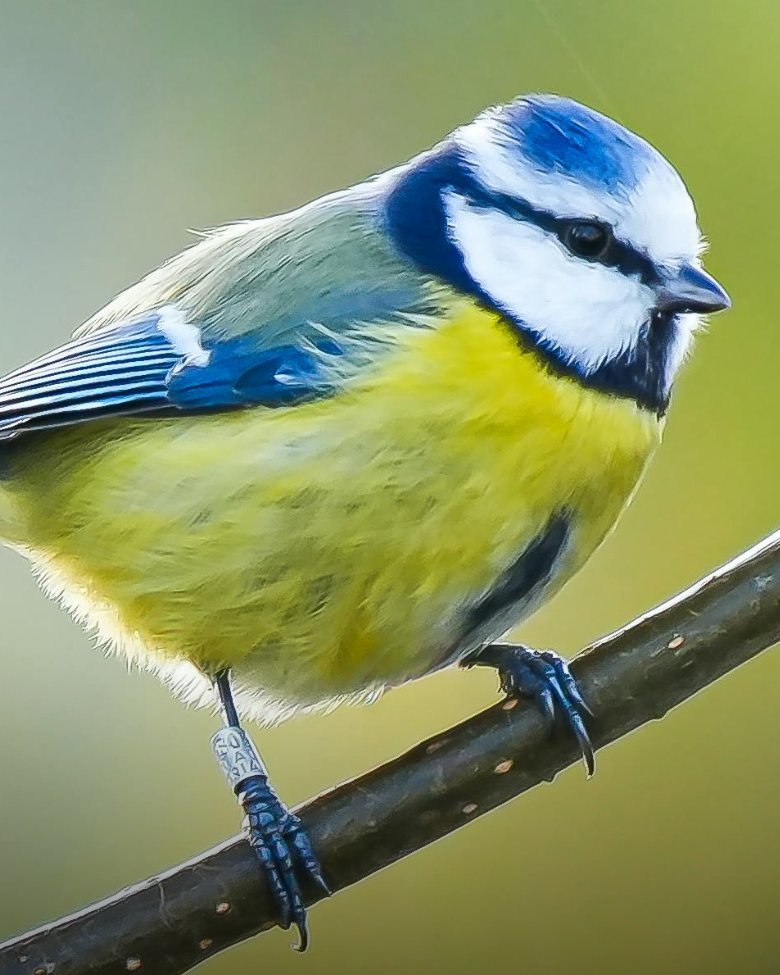 FBB_Officiel's tweet photo. ☀️🐦 Refuges pour oiseaux : un engagement essentiel pour la biodiversité

En pleine période de canicule, nous sommes heureux de savoir que les nichoirs soutenus par la Fondation Brigitte Bardot permettent aussi aux oiseaux de trouver des espaces de repos, à l’abri et à l’ombre, pour mieux affronter les températures extrêmes.

En 2019, la Fondation Brigitte Bardot a soutenu un projet d’installation de nichoirs dans la commune de Billère (64). Grâce à ce soutien, une trentaine de nichoirs pour mésanges et chouettes ont été installés, offrant des lieux de vie et de protection à la faune locale.

Les panneaux d’information présents sur les zones de pause viennent d’être remplacés afin de sensibiliser toujours davantage à la protection de ces précieux habitants.

Nous vous invitons également à adopter un geste simple mais essentiel : déposer des coupelles d’eau dans vos jardins, balcons ou espaces extérieurs pour aider les oiseaux à s’hydrater.