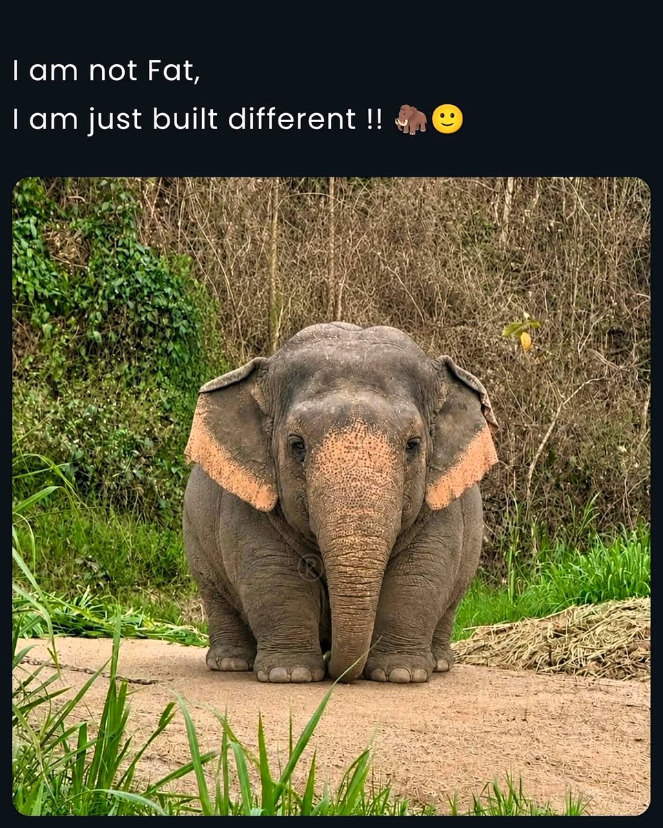 FakeJoySpark tweet picture