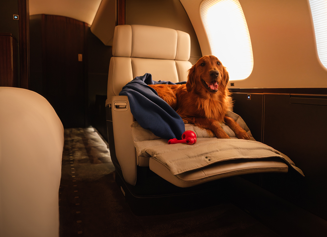 vistajet's tweet photo. #VistaJet has been flying Members and their pets across the globe for over 20 years. Wherever summer takes you, bring the whole family along: https://t.co/ryw2bFSWqV
#Vista #VistaPet #FlyingWithPets #FlyWithDog #PrivateJet #PrivateAviation #BusinessJet #BizAv #SummerTravel https://t.co/zsv0zNKVca