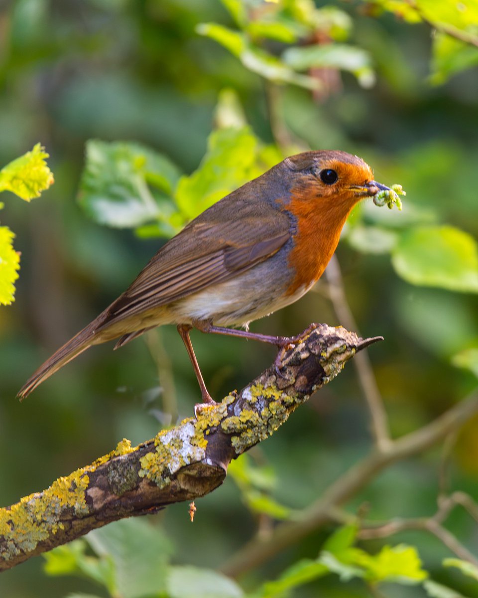 LiverpoolVista's tweet photo. Robin in Sefton Park, Liverpool bringing home the dinner. https://t.co/eMQziQ2jtZ