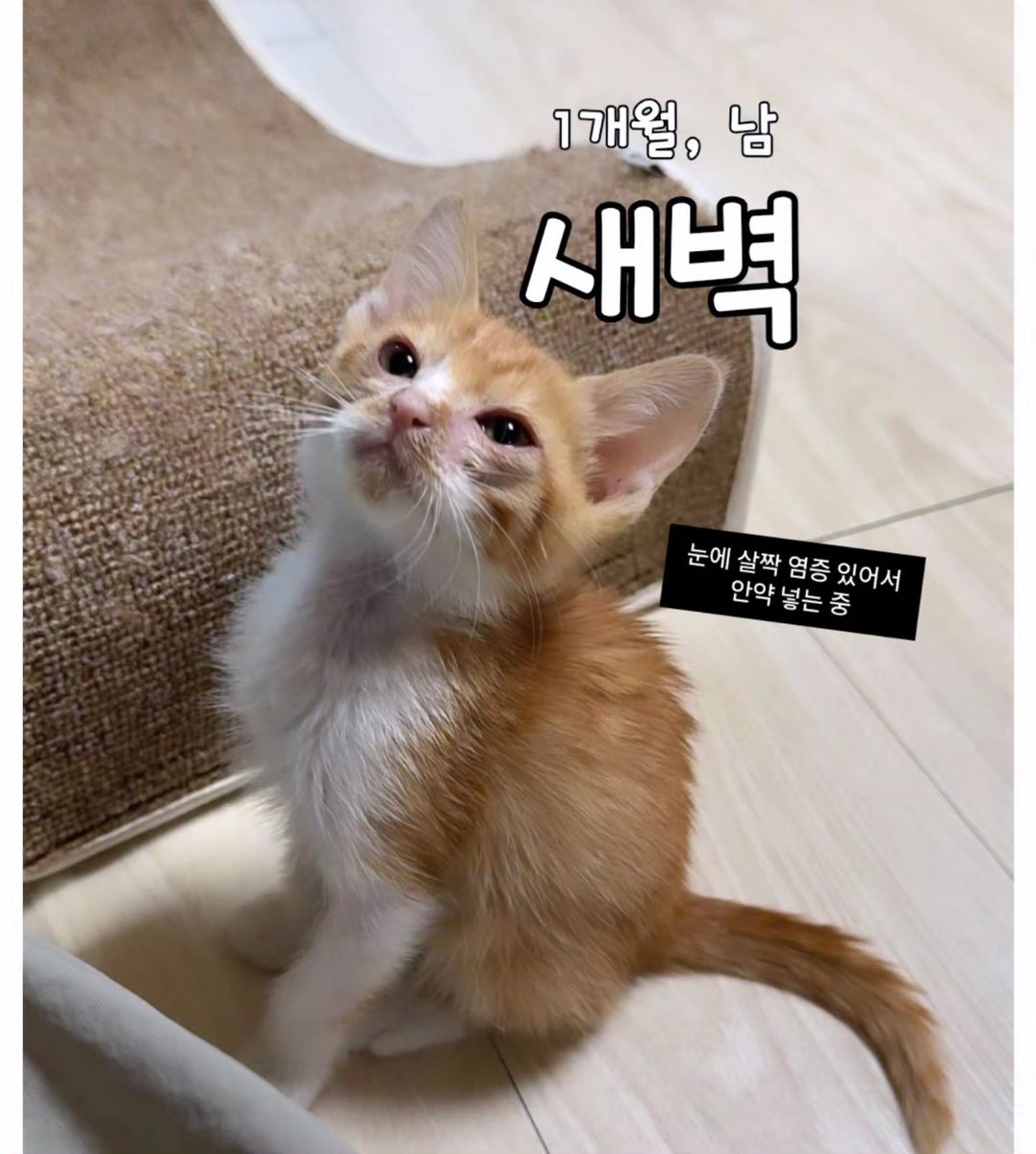 bomdallae74062's tweet photo. 새벽 💛 입양홍보

1개월 남

✨️활발해요
✨️이가 막 나기 시작했어요

✅️눈에 살짝 염증 있어서 안약 넣는 중이에요!
 그 외에는 괜찮아요

🚗현재 지역 경북 구미
📌입양 조건
 책임지고 가족으로 잘 키우실 분 https://t.co/b3mdVfAGs4