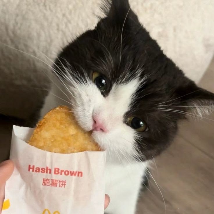 cutestscats's tweet photo. Hash brown lover 😋 https://t.co/boKwdwqHZA