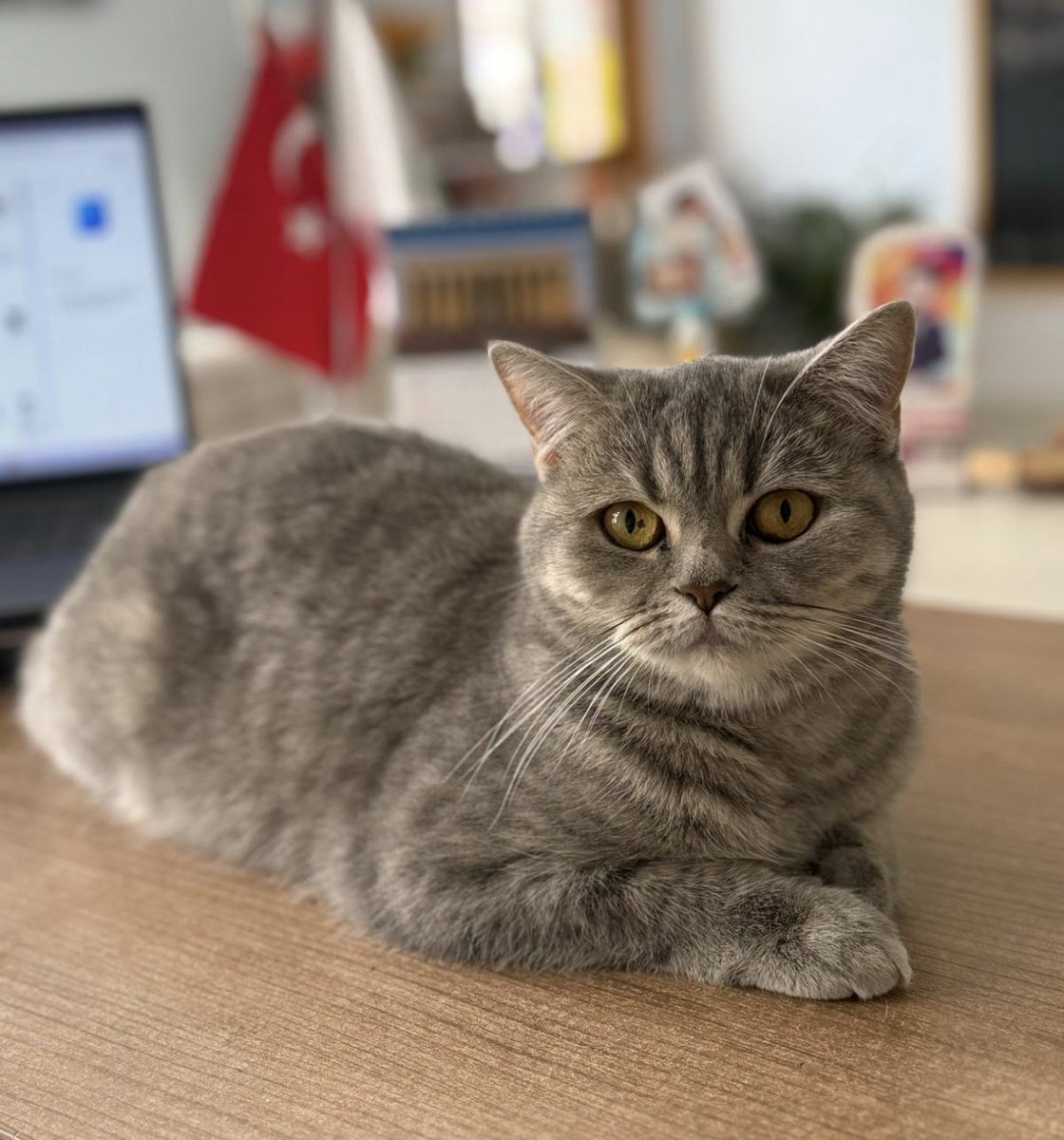 Yksel38434431's tweet photo. Ücretsiz Sahiplendirme 
Adı:Lokum
3 yaşında
Cinsiyet:Dişi (kısırlaştırma şartı vardır)
Yer: Ankara 
Lokum’umuza ömürlük yuva arıyoruz. Uyumlu sakin bir evlat. Çipli aşıları tam. Tüm eşyaları ve bir aylık maması ile birlikte sahiplendireceğiz.
İletişim: 05551792608 https://t.co/EUi7Sd8jwt