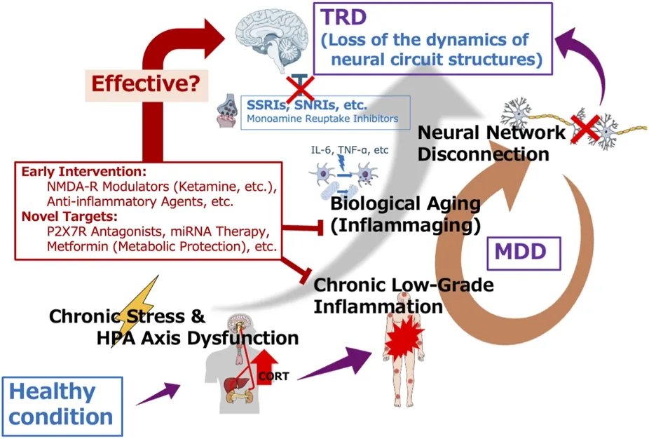 agingdoc1's tweet photo. Neuroinflammation and treatment resistance in major depressive disorder

https://t.co/jDN2AwteZa https://t.co/IWNU0mID51