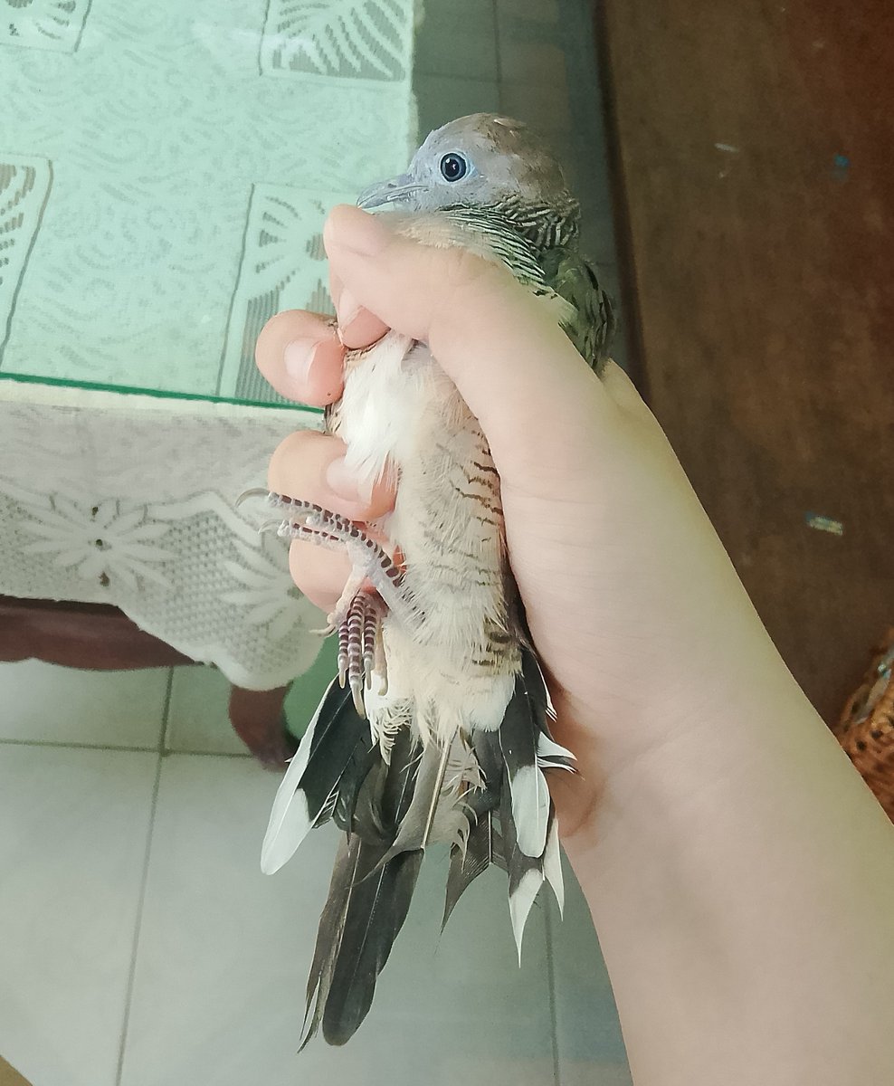 mercury1007_'s tweet photo. I've raised so many animals, my house has become a zoo 😔 https://t.co/iIDRmC0BNL