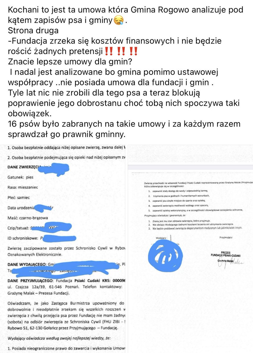 mal_land_'s tweet photo. Fundacja bierze pełną odpowiedzialność i koszty na siebie. Mimo to Wójt Gminy Rogowo, wciąż blokuje ratunek Dżokera ze schroniska w Rybowie w czasie morderczych upałów. Czy @MRiRW_GOV_PL @StefanKrajewski przyjrzą się tej „analizie” umowy? Pytanie czy pies żyje ⁉️ SKANDAL ‼️ https://t.co/DeN0XeGhWQ