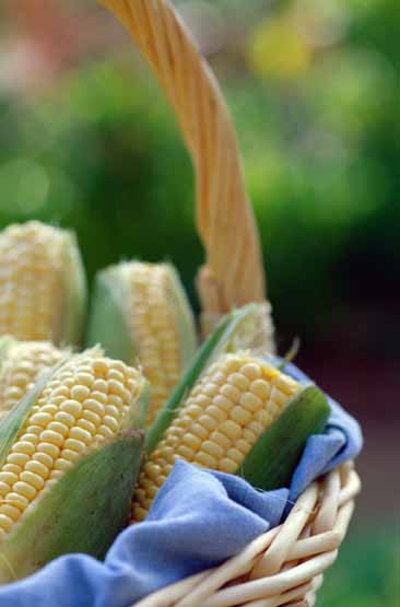 WDCGardener's tweet photo. Garden Tip of the Day: Corn is best picked in the early morning to retain its moisture. Grab an ear and firmly pull down, then twist and pull. Pick only as much as you can eat that day.
#gardendc #gardening #gardentips #gardenhack #gardeningtipsforbeginnners https://t.co/GzjHeM3hmz