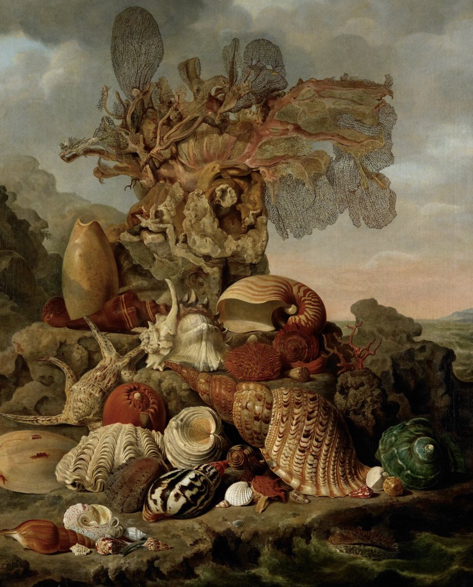 julieta_pedrosa's tweet photo. Still life painting titled "Shells and Marine Plants" by Henricus Franciscus Wiertz, painted in 1809. The #art work depicts various exotic shells and pieces of coral arranged on a rocky shore. Housed in @rijksmuseum, Amsterdam, 🇳🇱 https://t.co/p8xoWNpMbo