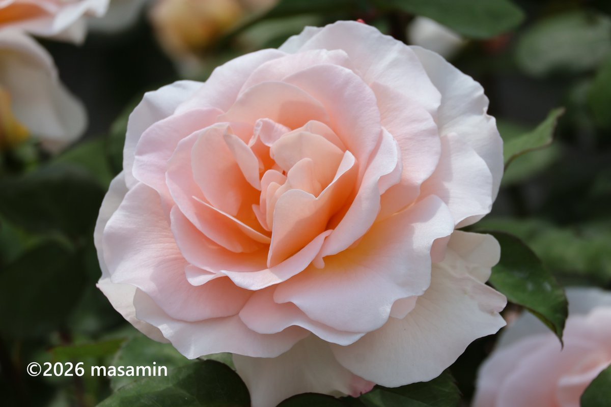 おはようございます🤗 #バラ （薔薇）'エンプレス・ミチコ' Rosa