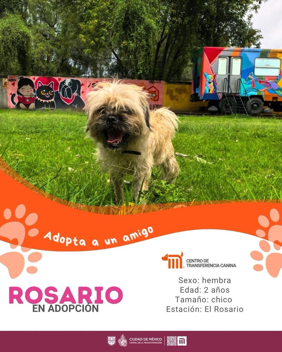 ctcdelmetro's tweet photo. La lomita que necesita de tu amor, es Rosario!  🐶 Tiene 2 años, es cariñosa y llena de energía.

 ¿Te animas a darle una segunda oportunidad? Si te interesa adoptarla, consulta los detalles en: https://t.co/dZxEmnWRJ0 #AdoptaMetro #AdoptaNoCompres 🐶🐾 https://t.co/hi3Xt79R15