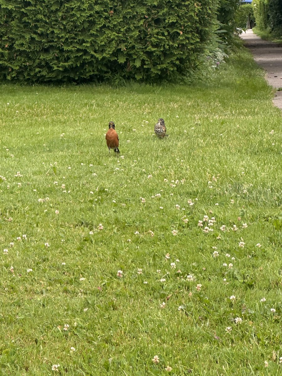ethereality111's tweet photo. she was feeding her nearly adult baby but got annoyed at me https://t.co/On5V297E2b