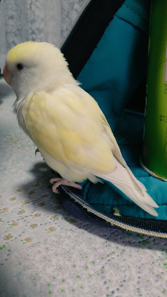 TwChichan's tweet photo. お休みなさい😪 https://t.co/IuC8iS8FkU