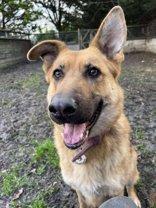 gsrescueelite's tweet photo. Luna is 4yrs old and she had multiple homes and a litter before she came to us at a year old. Luna can live with older kids but she can be a Houdini so very secure garden needed please 
#dogs #germanshepherd #Essex 
https://t.co/g21AThsNdI https://t.co/mHokU4sNEX