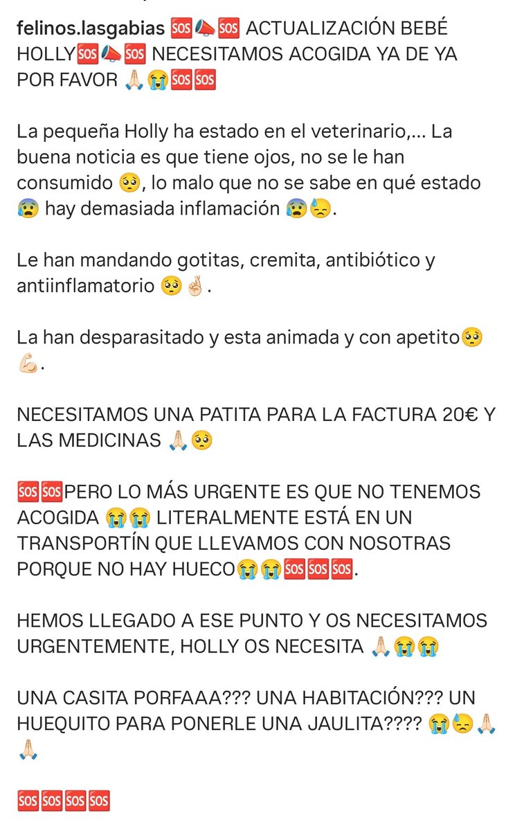 Felinos_Gabias's tweet photo. 🆘📣🆘 ACTUALIZACIÓN BEBÉ #HOLLY 🆘📣🆘 NECESITAMOS #ACOGIDA YA DE YA POR FAVOR 🙏🏻😭🆘🆘 #granada https://t.co/yeyoQyqZes
