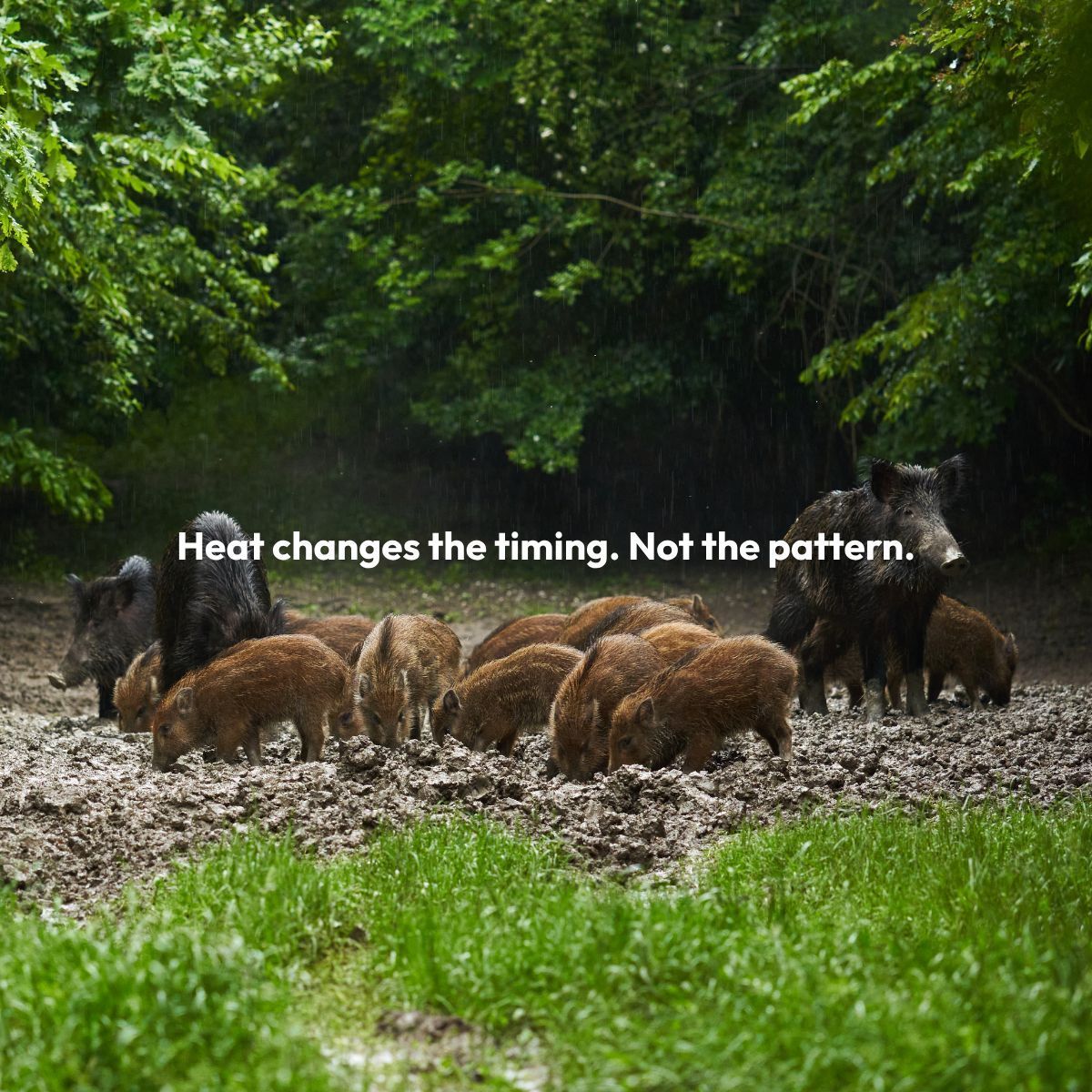 pigbrig's tweet photo. Summer heat shifts hog behavior toward water, shade, and nighttime movement.

If trapping activity has slowed down, your setup may need to move with them. Reliable water and heavy cover become much more important this time of year.

#FeralHogs #SummerTrapping https://t.co/QDcH6GXo8f