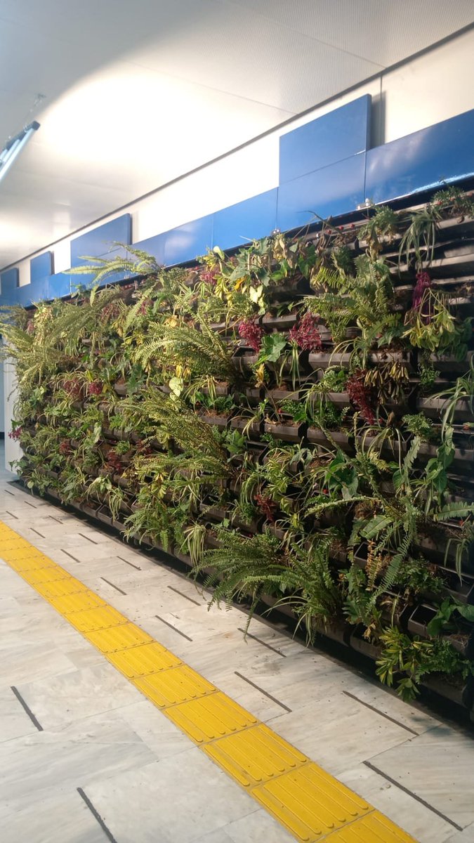 fromeca's tweet photo. @MetroCDMX Quedo bonito, felicidades! Pero se van a morir sin agua, su sistema de riego o no sirve o no tiene agua y de nada servirá que las pusieran. #MetroRevolucion https://t.co/cKY6VcZkZt