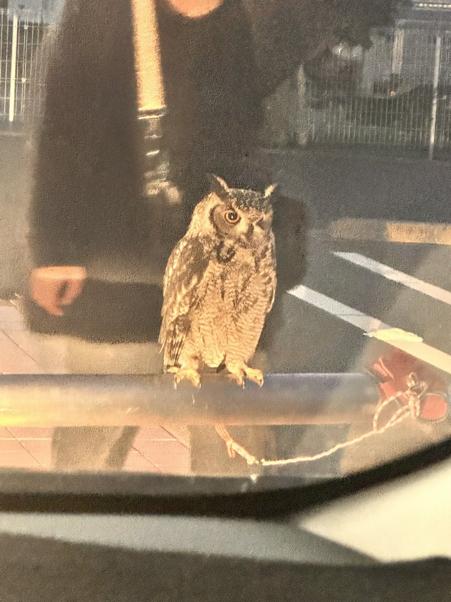 YoYo19464551's tweet photo. そーいやこの間ゼブンにフクロウいたな🦉 https://t.co/3nmzczbKZU