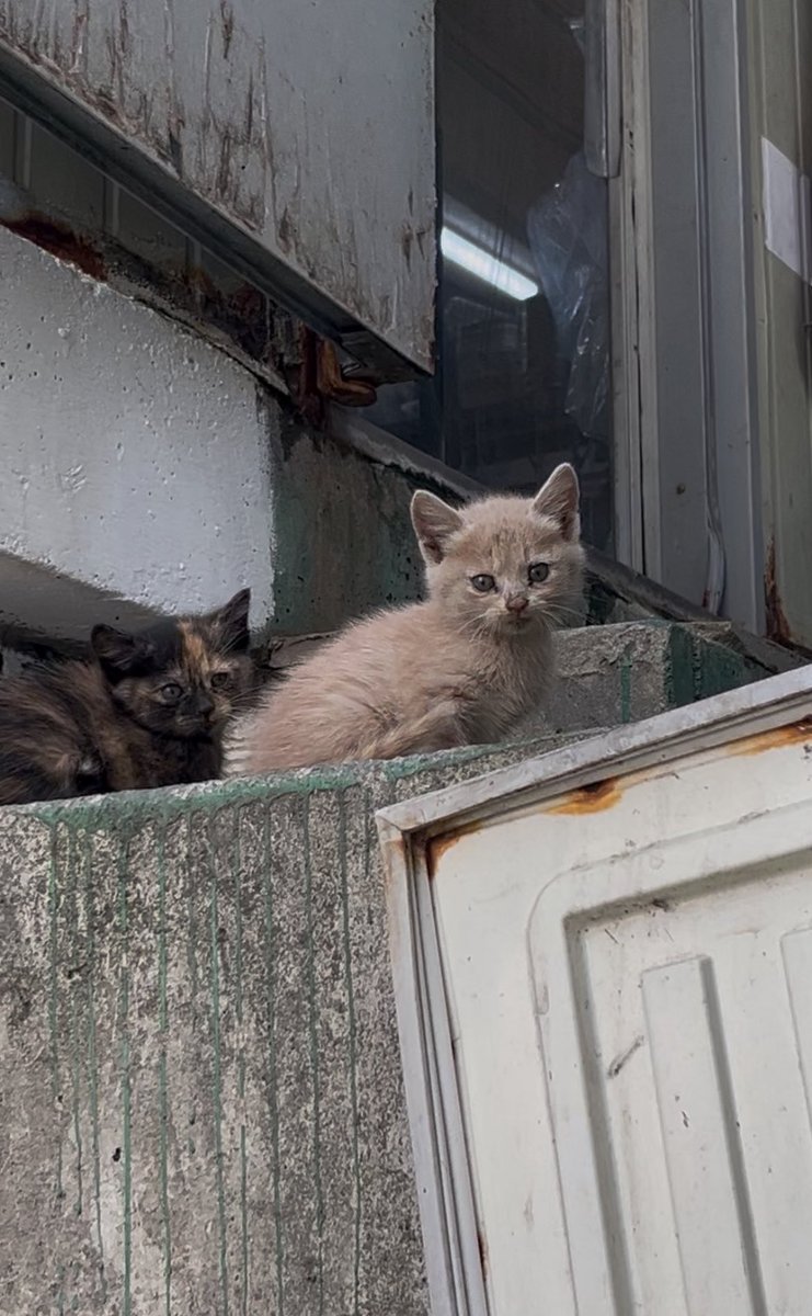 Laeajue0's tweet photo. 왼쪽 고양이 형제중에 샴믹스 있고 오른쪽 고양이도 장모 믹스
충북 시골인데 요샌 길에서 믹스 고양이들 심심치않게 보여요
휴가철 되면 품종묘 고양이 많이 버리고 가요 
유기된 강아지들은 그래도 지역 보호소나 주변 아저씨들이 데려가서 키우는데 고양이들은….ㅠㅠ https://t.co/t1SBTIAFAD