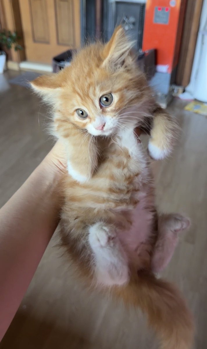 Laeajue0's tweet photo. 왼쪽 고양이 형제중에 샴믹스 있고 오른쪽 고양이도 장모 믹스
충북 시골인데 요샌 길에서 믹스 고양이들 심심치않게 보여요
휴가철 되면 품종묘 고양이 많이 버리고 가요 
유기된 강아지들은 그래도 지역 보호소나 주변 아저씨들이 데려가서 키우는데 고양이들은….ㅠㅠ https://t.co/t1SBTIAFAD