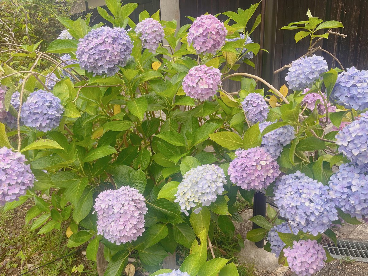 chocomint_1222's tweet photo. 旦那さんと久安寺の紫陽花浮かべを見に行ってきました💠ꕤ𓏸𓈒前からインスタで見てて行ってみたいと思ってた所でここ行きたいと行ったらすぐ行こうって言って連れてってくれる旦那さんまじで感謝です🙏🏻💕また来年も一緒に紫陽花見に行けたらいいな😆💗 https://t.co/kiWqja5st0