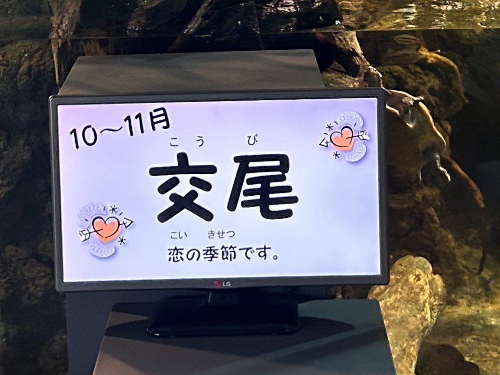 ブルース tweet media