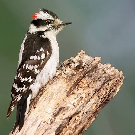lisagrowflowers's tweet photo. Some mornings bring peace. Others bring a Downy Woodpecker to the garden. The best mornings bring both https://t.co/gTPDBLPOD4