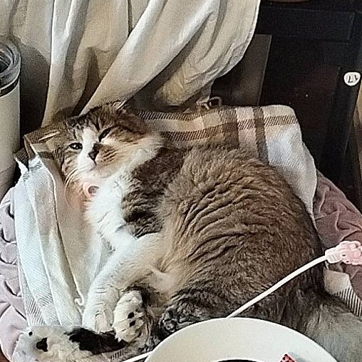 catpro222's tweet photo. 【ご報告📣】
千葉市稲毛区で迷子になっていたまりもちゃんが
先日無事に保護できました🐈

ご心配くださった皆様、本当にありがとうございました🐾
お怪我もなくて本当によかったです！！

保護後は安心しきって
ぐっすりとのことでした😻

#保護できました
#キャットプロ
#無事保護
#迷子猫
#迷い猫
#迷子猫保護
#猫探し
#猫探偵
#千葉県
#稲毛区
#ご協力ありがとうございました
#猫好きさんと繋がりたい