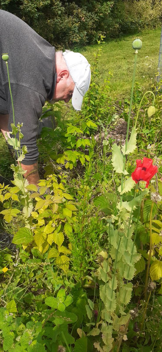 fruitnutvillage's tweet photo. Plenty of produce from our session last week at #SouthernDriveForestGarden #Monyhull. #FruitAndNutVillage #DruidsHeath https://t.co/puZMm0rflW