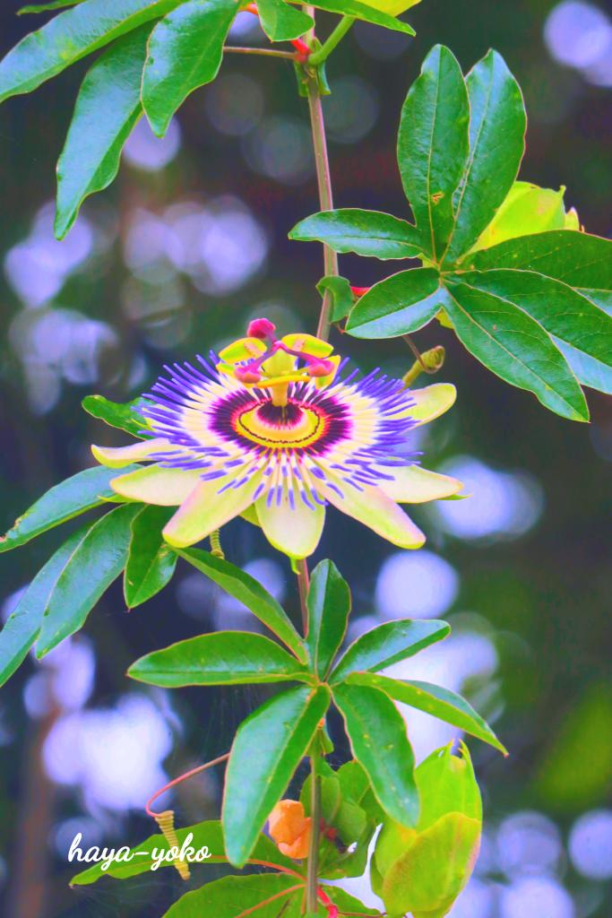 Rose50Prity's tweet photo. 木陰でひっそり咲く
トケイソウの花✨️☘️

この時期に咲く花♪
見に行ったら咲いていた！
ラッキーな気分🥰✨️🎶

花言葉は
「信仰」「神聖な愛」
「信念」

#トケイソウ
#はなまっぷ 
#写真撮ってる人と繋がりたい https://t.co/FWiMEDNRPC