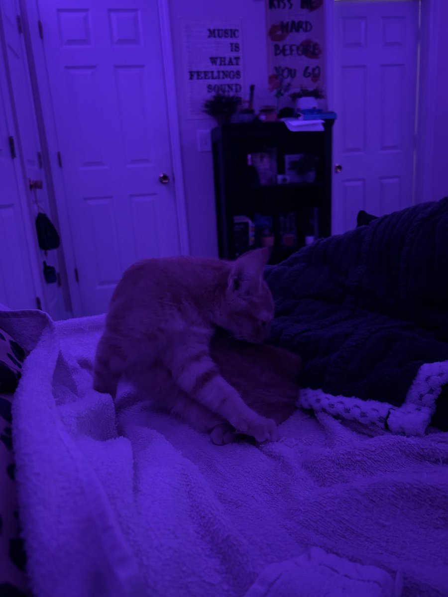 AveryStone03's tweet photo. he could sleep anywhere and still choose my bed https://t.co/FfkYkBFLcu