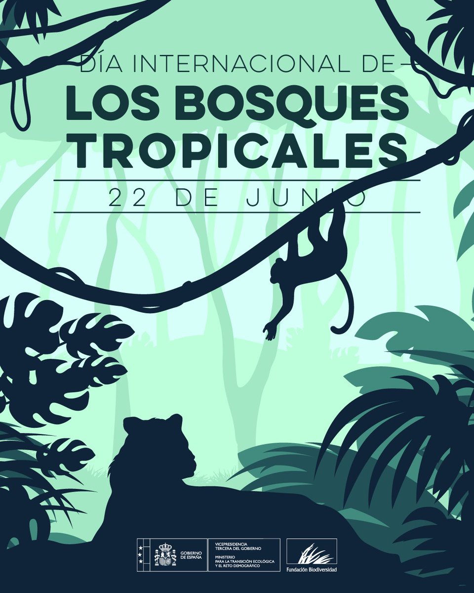 FBiodiversidad's tweet photo. Cubren solo el 6% de la superficie terrestre, pero albergan más del 50% de las especies terrestres del planeta 🌿

Los bosques tropicales son pequeños en extensión y enormes en vida 🐒

Protegerlos es cuidar biodiversidad, agua y clima.

#DíaMundialBosquesTropicales https://t.co/Cm9oaJEtrH