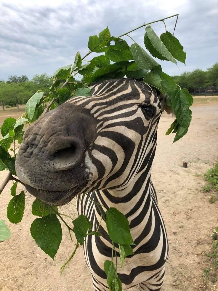ZEBRA tweet media