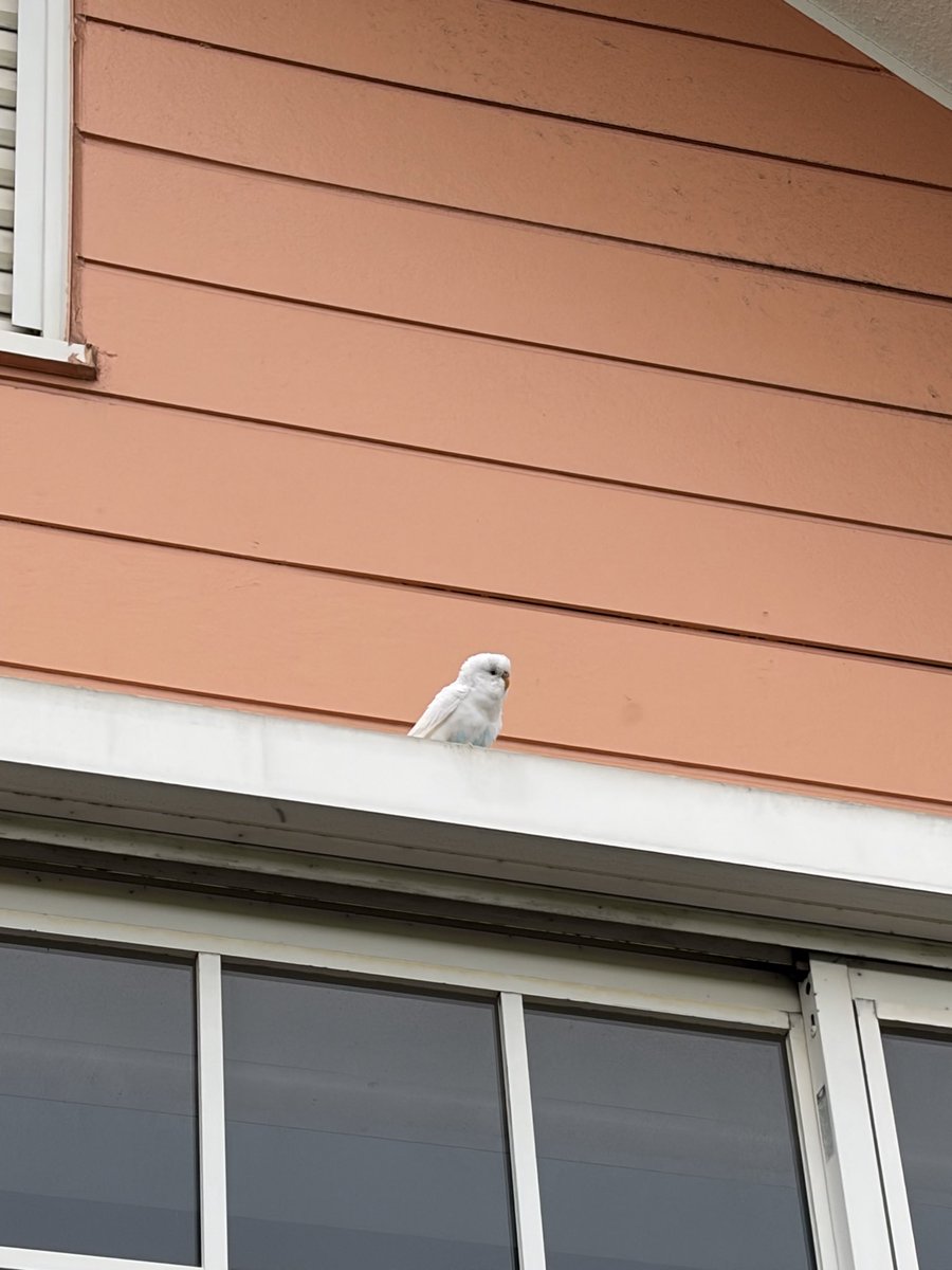 7wteBiy8SB2EEat's tweet photo. 【迷子のインコの目撃情報】

白いセキセイインコ、お腹辺り〜お尻が淡い青色
日時: 2026年6月22日 17時半頃
場所:名古屋市西区名塚町国風第二幼稚園付近

目撃のみで捕獲は出来てません😭
綺麗な声で鳴く子でした🦜

大した情報ではないですが、飼い主様に届きますように！

#迷子鳥 #迷い鳥 https://t.co/GTts96NIny